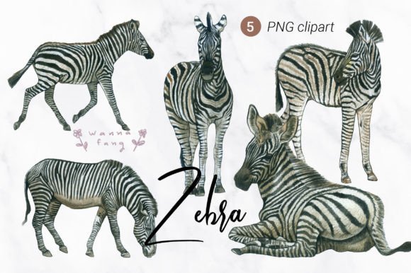 Bring Wild Charm to Your Designs with Zebra Watercolor Clipart