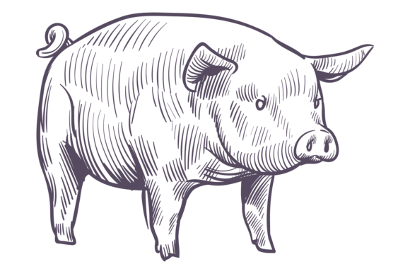 Understanding Pig Sketch: The Farm Animal Hand Drawn Icon